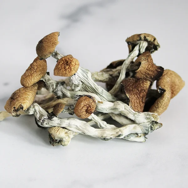 Buy hawaiian magic mushrooms canada