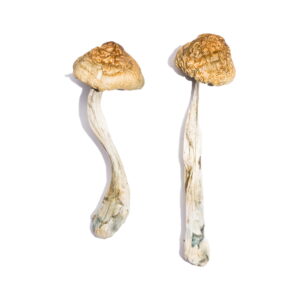 mckennaii cubensis strain for sale