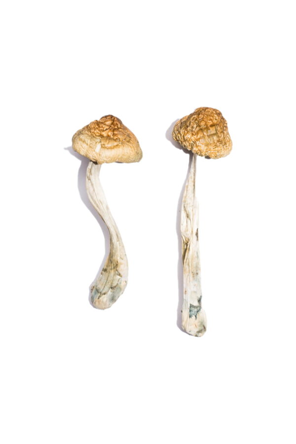 mckennaii cubensis strain for sale