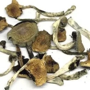 ORISSA INDIA MUSHROOM dry