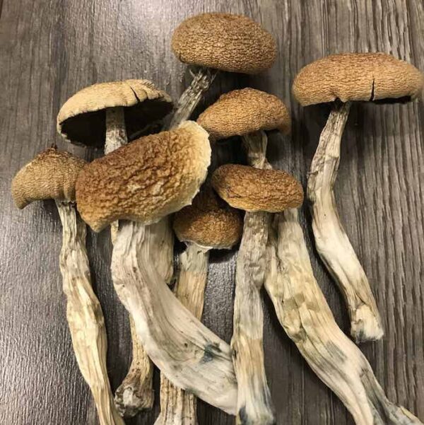 Buy PES Amazonian Psilocybe Cubensis