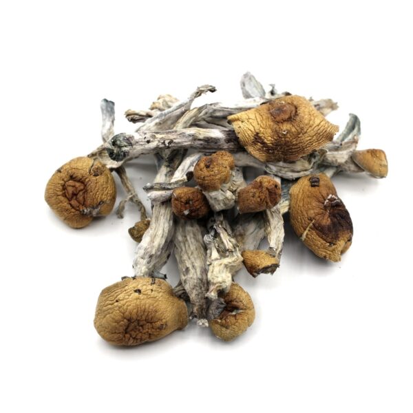 BUY PENIS ENVY MUSHROOM ONLINE UK