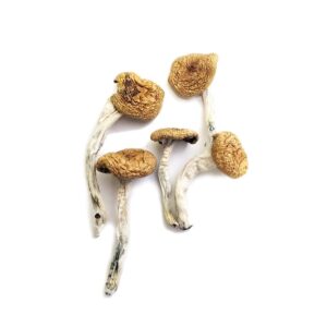 burma mushrooms for sale uk