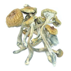 Costa Rican Mushrooms For Sale In Canada