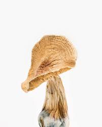 Buy Malabar Mushroom Strain