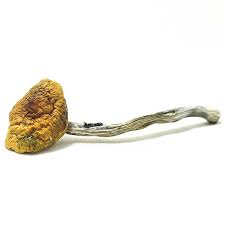 Buy Hillbilly Mushroom Strain Online