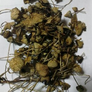 buy liberty cap mushroom dried