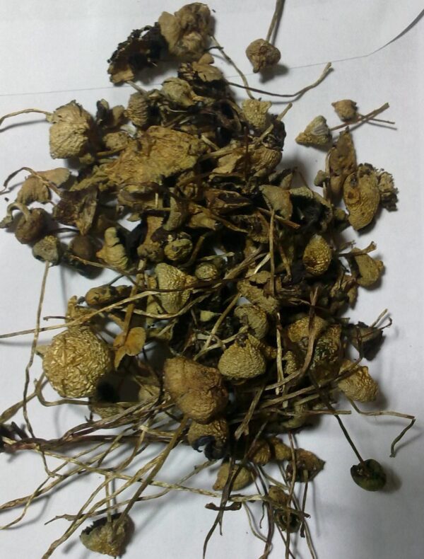 buy liberty cap mushroom dried