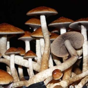 Premium mycology supplies and laboratory equipment for fungal research