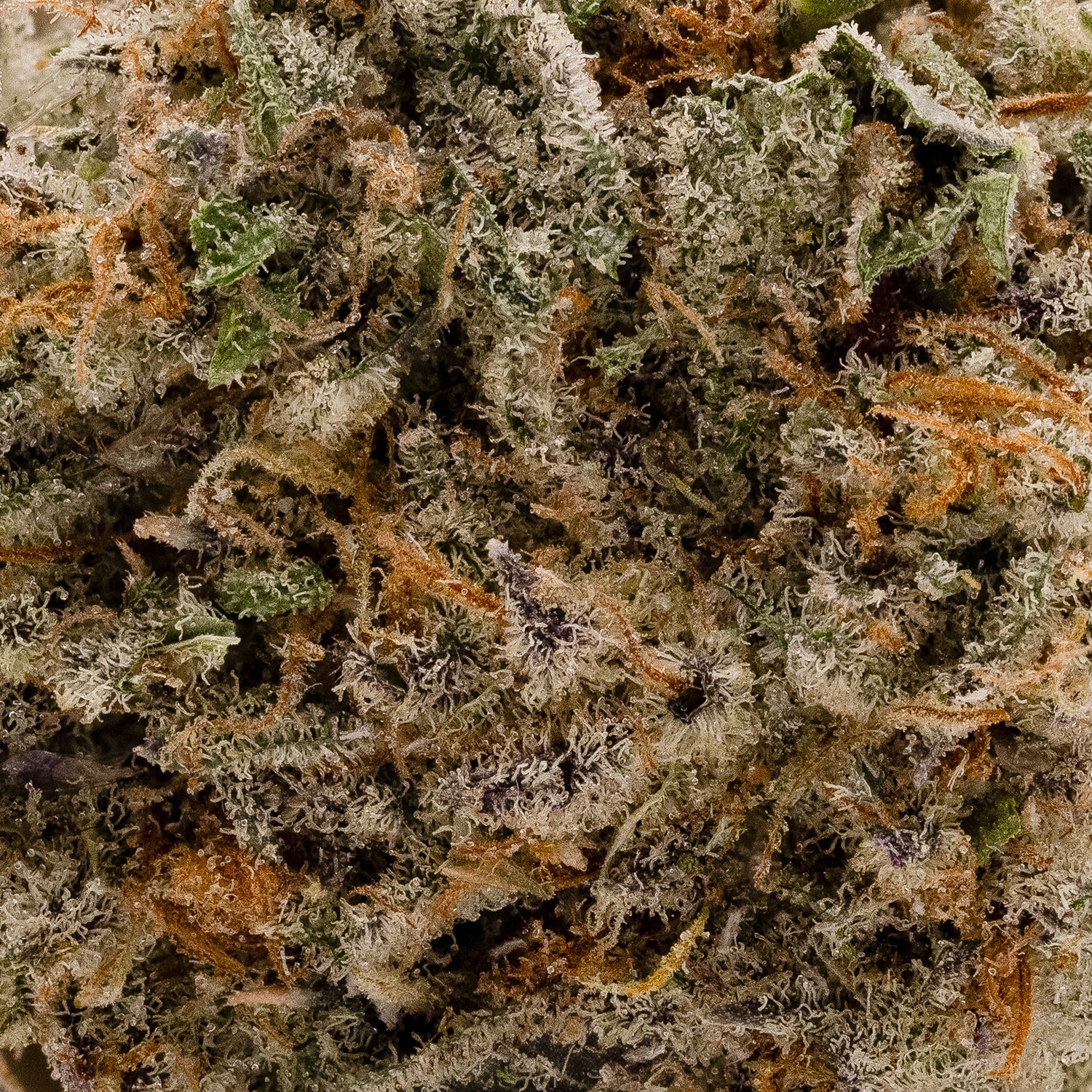 Superdank – Gorilla Glue #5 - Image 5