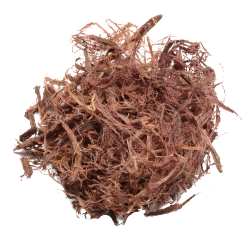 Mimosa hostilis Inner root bark | Jurema Preta