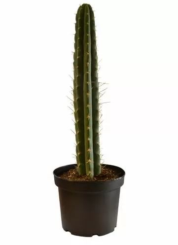 Peruvian Torch in soil – Trichocereus Peruvianus (Big)