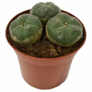 Peyote – Lophophora Williamsii (3 heads)