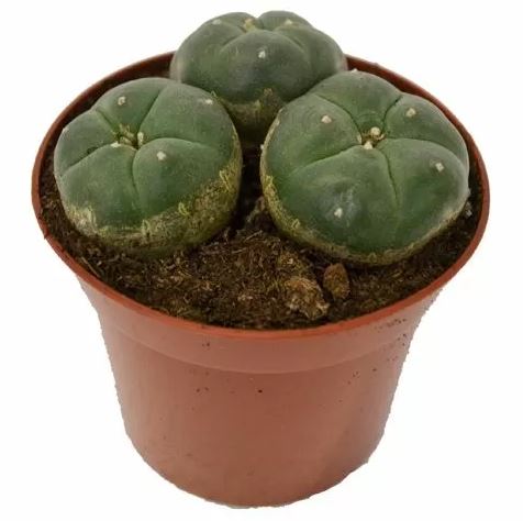 Peyote – Lophophora Williamsii (3 heads)