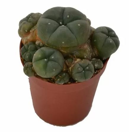 Peyote Cluster – Lophophora Williamsii - Image 4