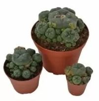 Peyote Cluster – Lophophora Williamsii - Image 2
