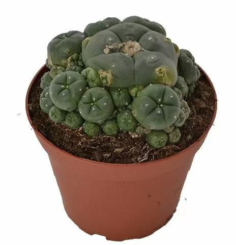 Peyote Cluster – Lophophora Williamsii