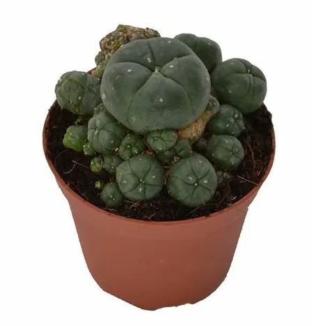 Peyote Cluster – Lophophora Williamsii - Image 3