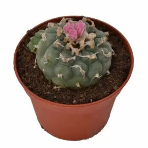 Peyote Decipiens – Lophophora decipiens