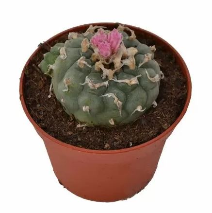 Peyote Decipiens – Lophophora decipiens