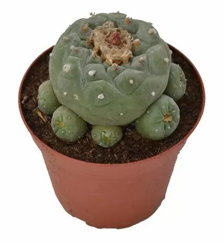 Peyote Decipiens – Lophophora decipiens - Image 2