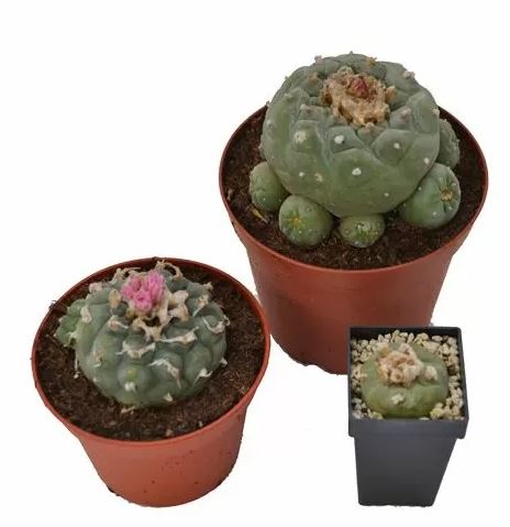 Peyote Decipiens – Lophophora decipiens - Image 3