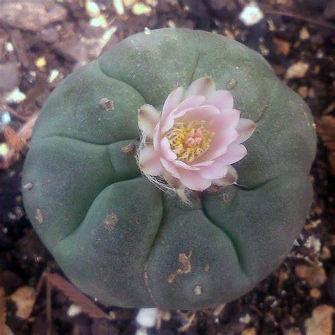 Peyote Seeds (Lophophora Williamsii) - Image 2