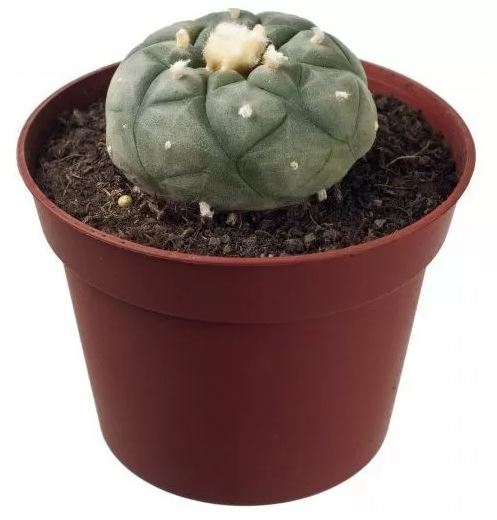 Peyote (Lophophora Williamsii)