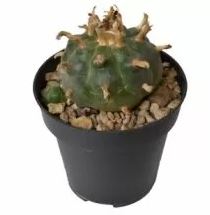 Peyote (Lophophora Williamsii) - Image 2