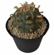 Peyote (Lophophora Williamsii) - Image 3