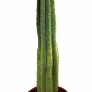 San Pedro Cactus in soil | Trichocereus pachanoi (Big)