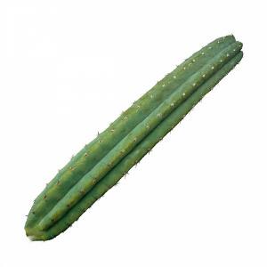 San Pedro Cactus Pachanoi (Trichocereus)
