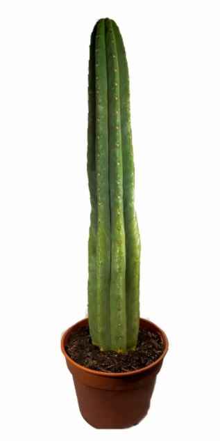 San Pedro Cactus in soil | Trichocereus pachanoi (Big)