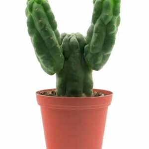 San Pedro Monstrosus – Trichocereus Pachanoi