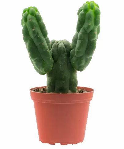 San Pedro Monstrosus – Trichocereus Pachanoi