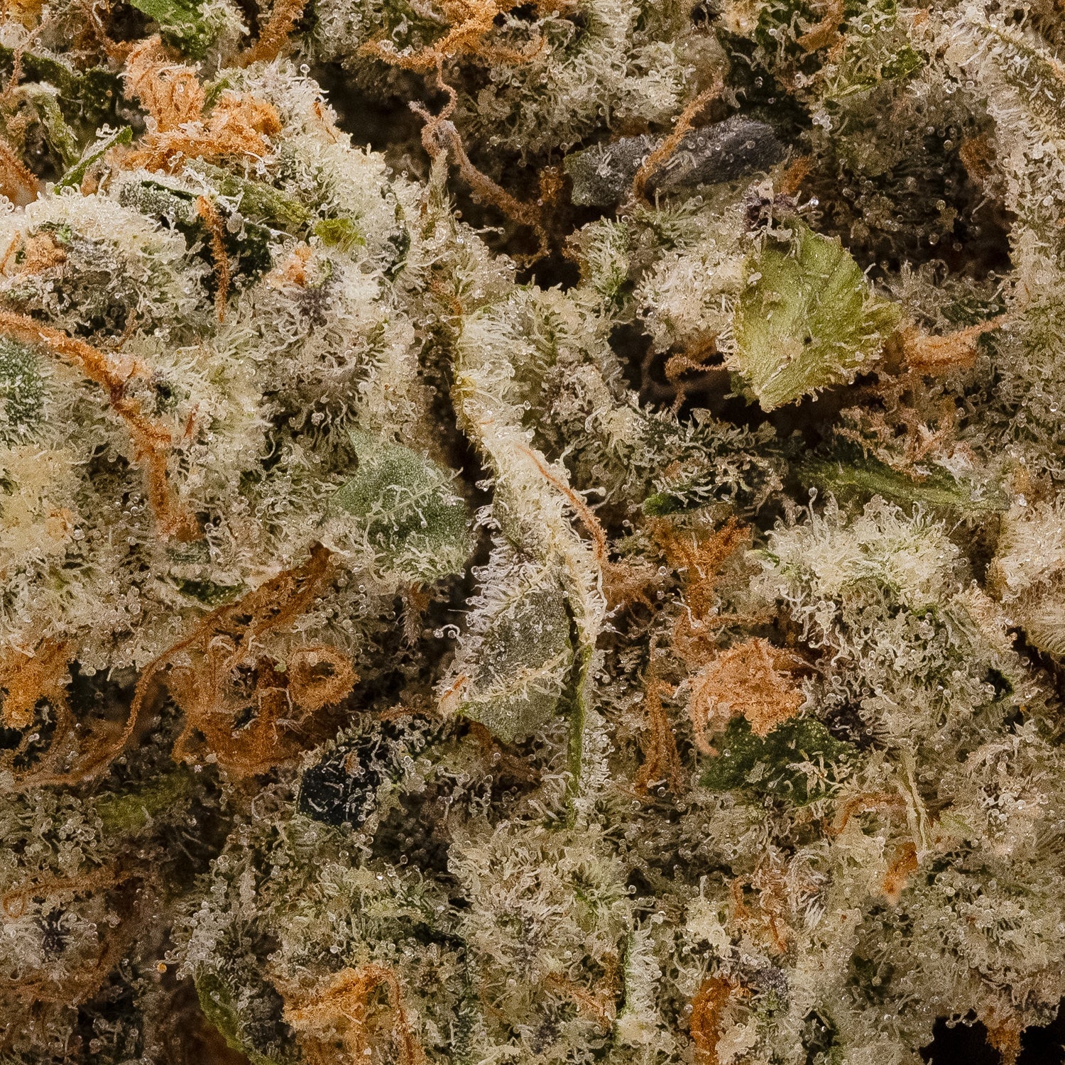 Cream Of The Crop – Strawberry Cream - Image 5