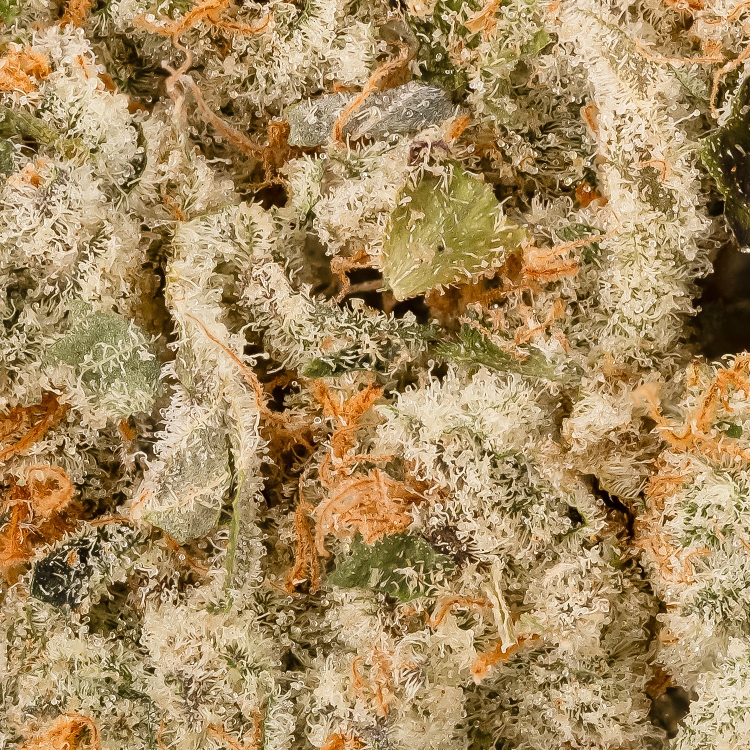 Cream Of The Crop – Strawberry Cream - Image 6