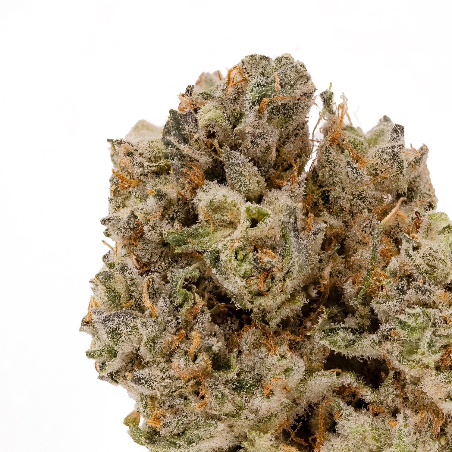 Hoot Cannabis – Tenacious - Image 3