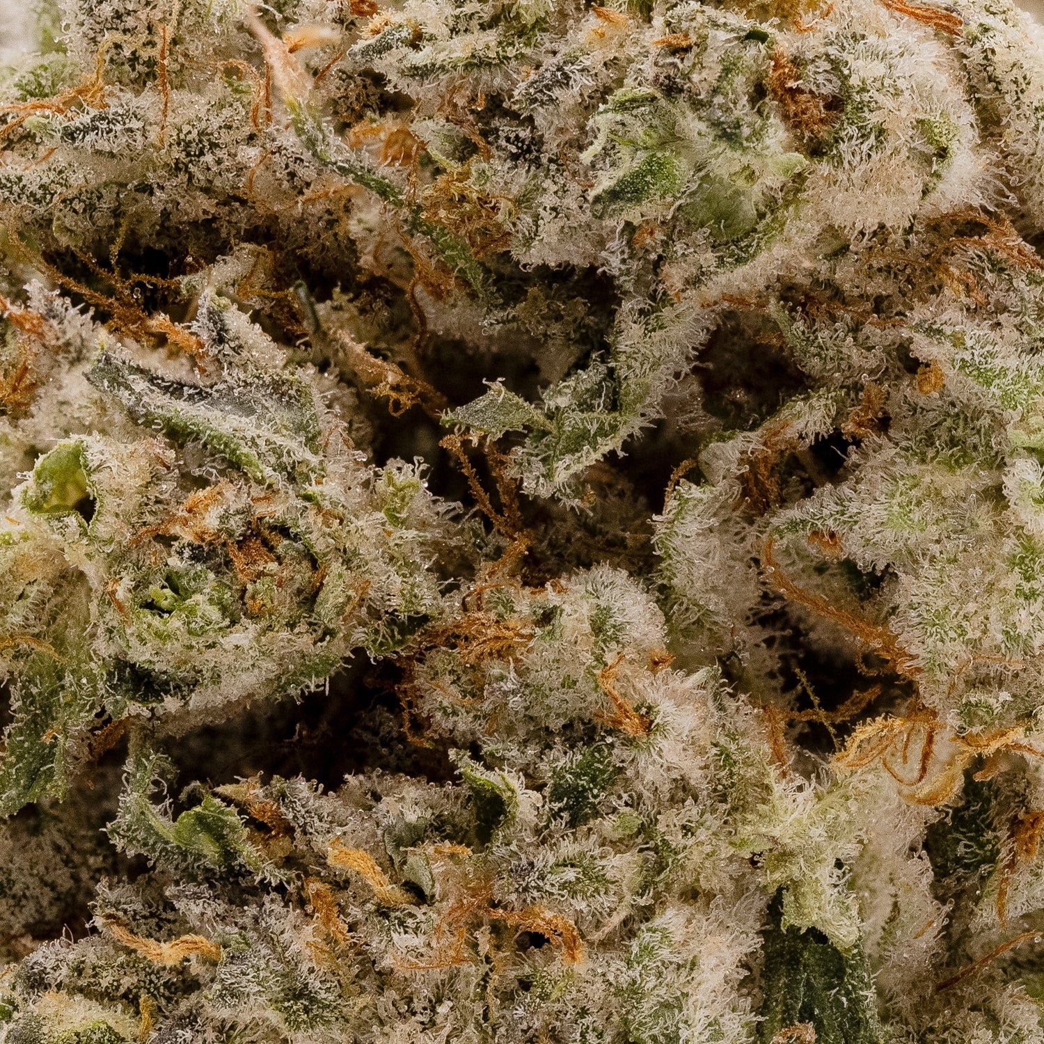 Hoot Cannabis – Tenacious - Image 6