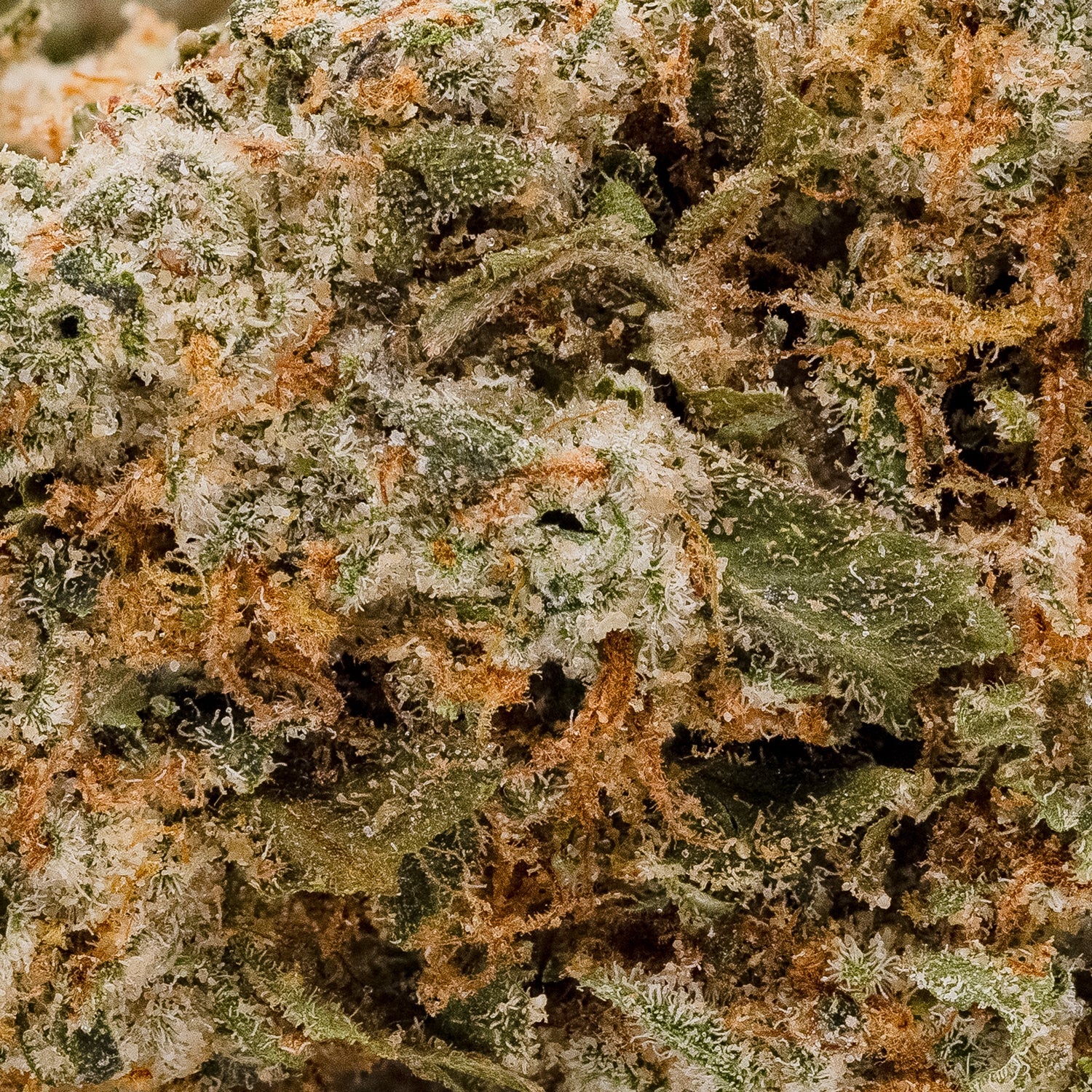 Jungle Ridge – Thin Mint - Image 5