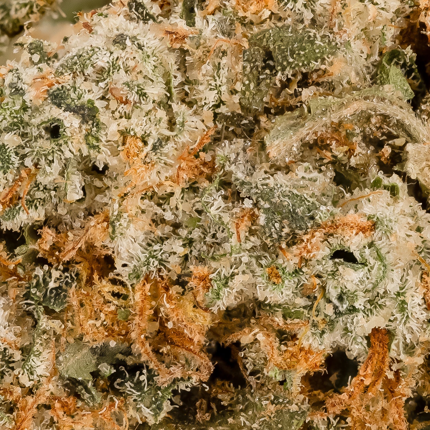 Jungle Ridge – Thin Mint - Image 6