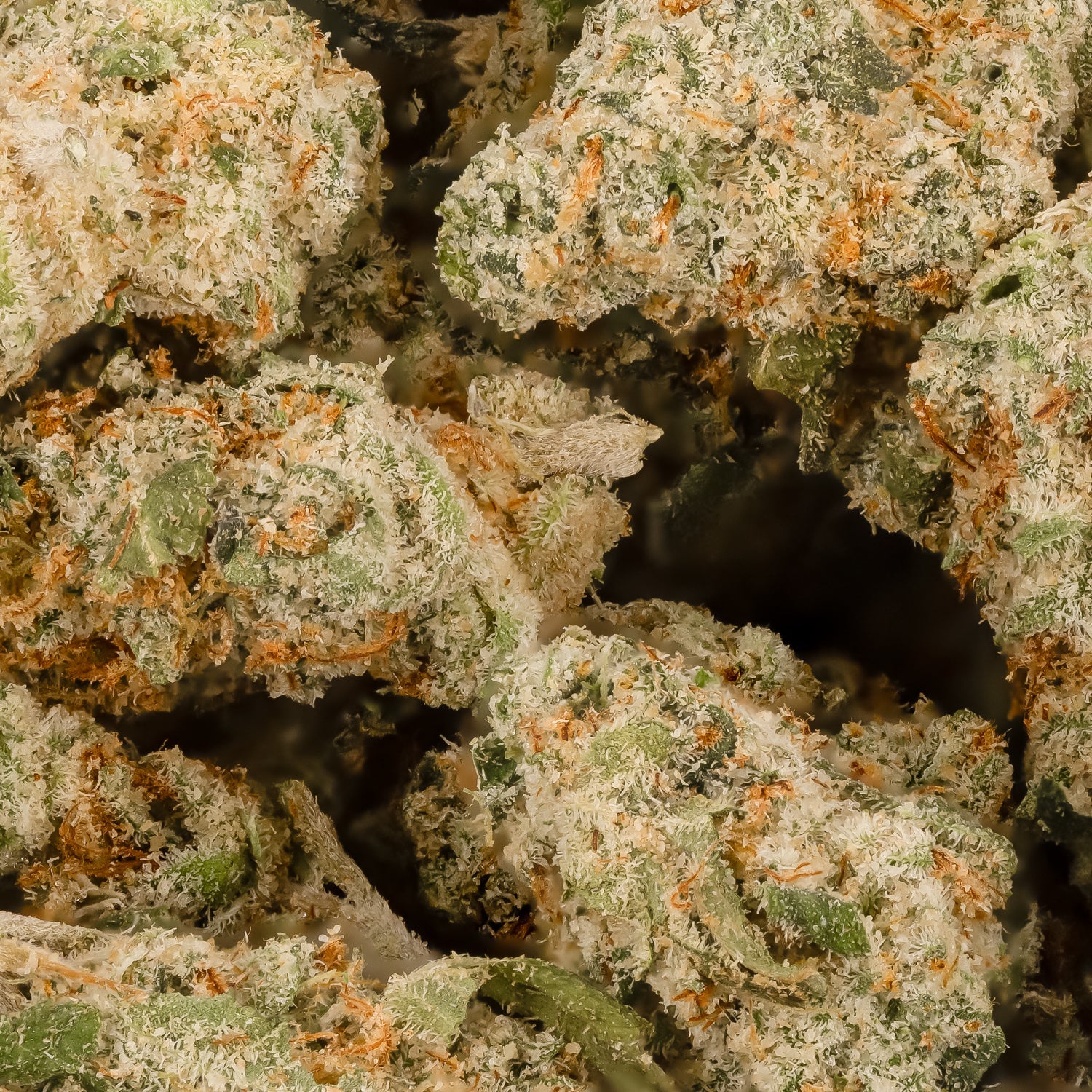 Jungle Ridge – Thin Mint (smalls) - Image 2
