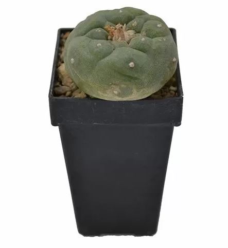 Lophphora fricii – Peyote Fricii (3cm – 5cm)