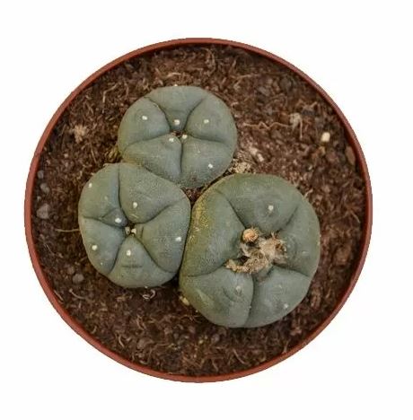 Peyote – Lophophora Williamsii (3 heads) - Image 2