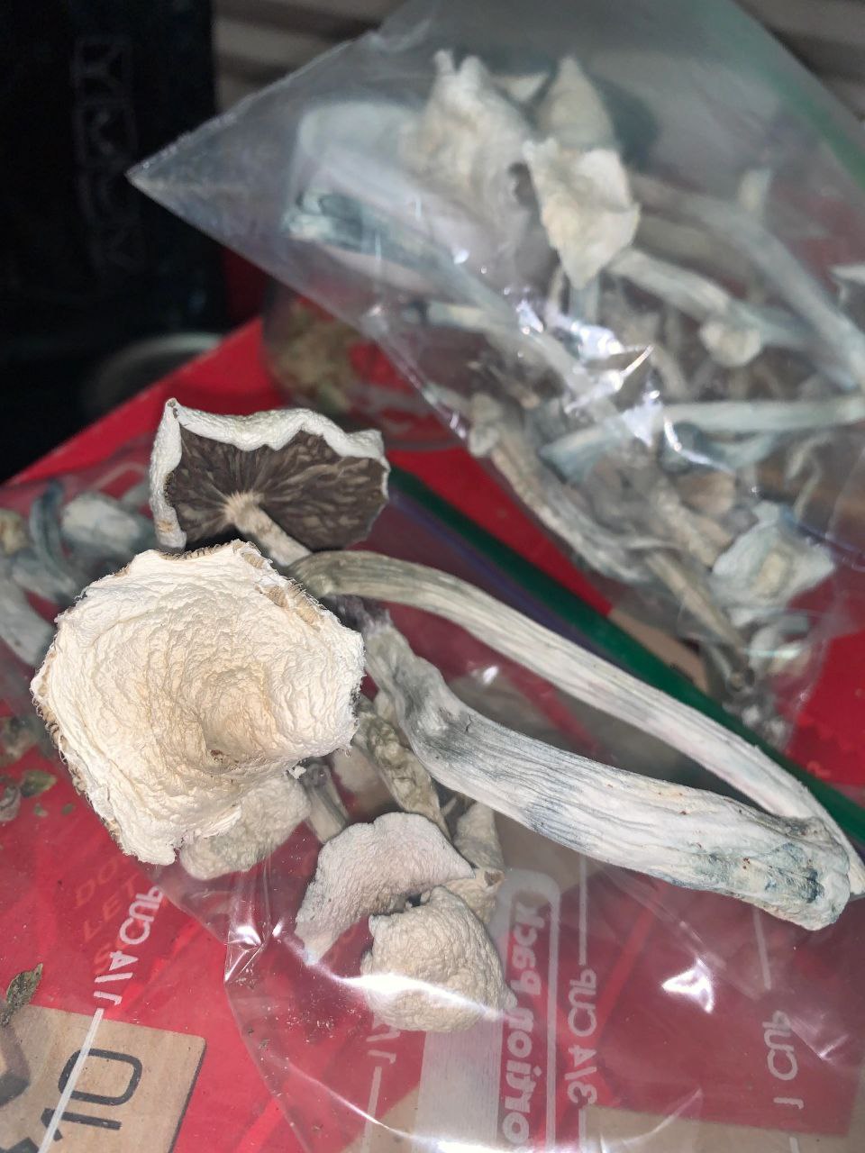Penis Mushrooms