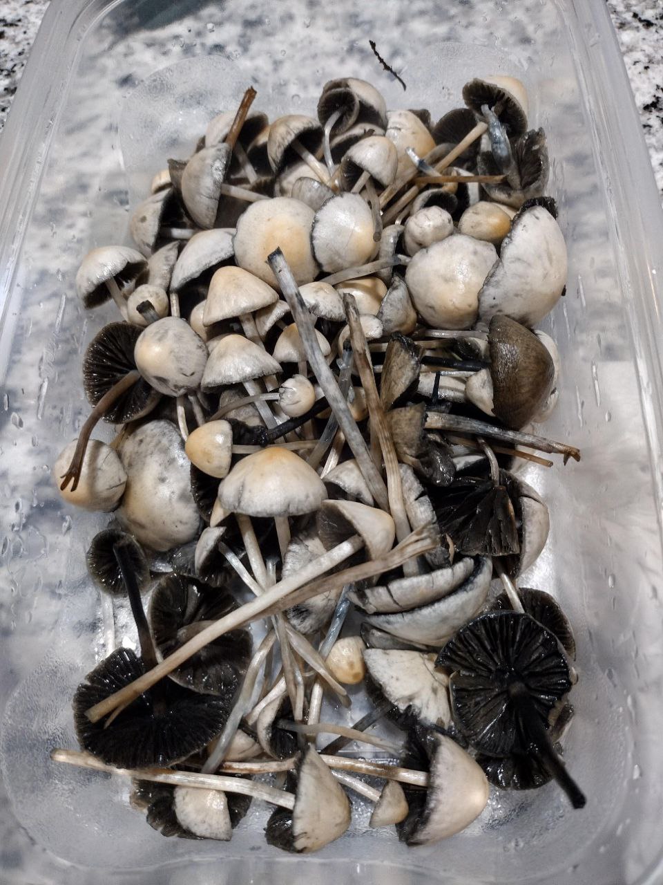 Blue Meanie mushrooms