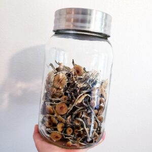 Golden Teacher Mushrooms