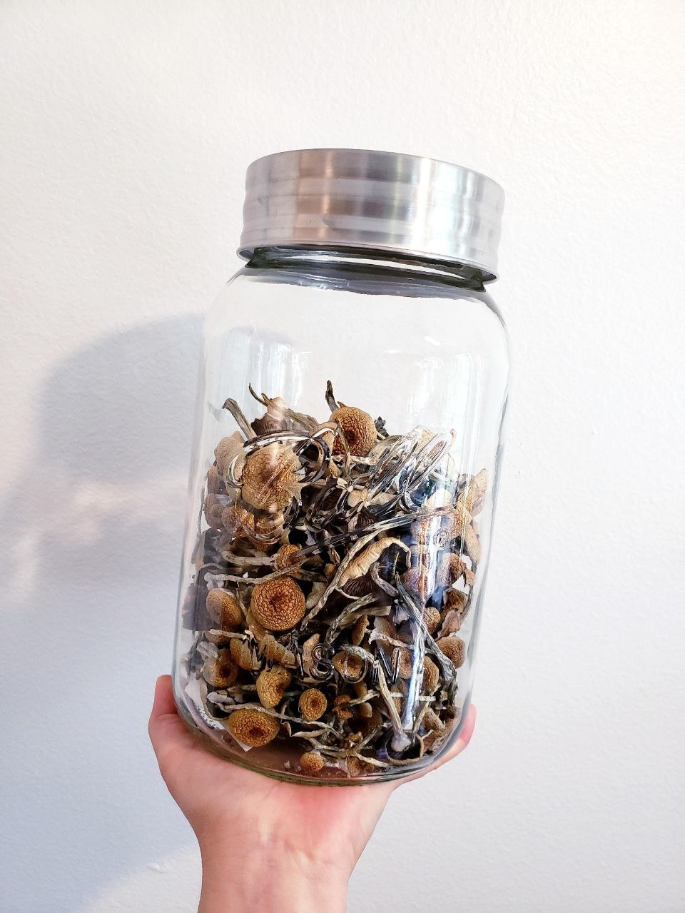 Golden Teacher Mushrooms