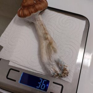 Golden Cap Mushrooms