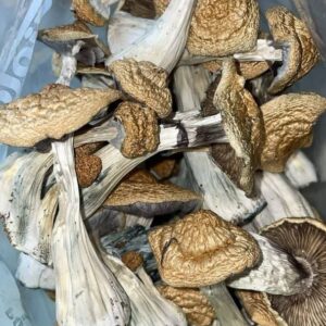 Cubensis